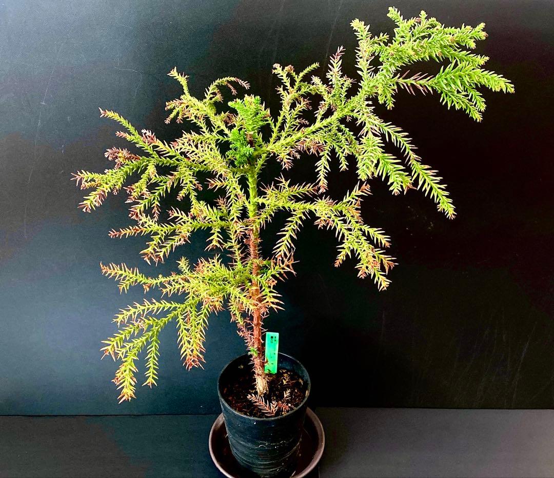 激レア　屋久杉　ヤクスギ　現地採取株　盆栽