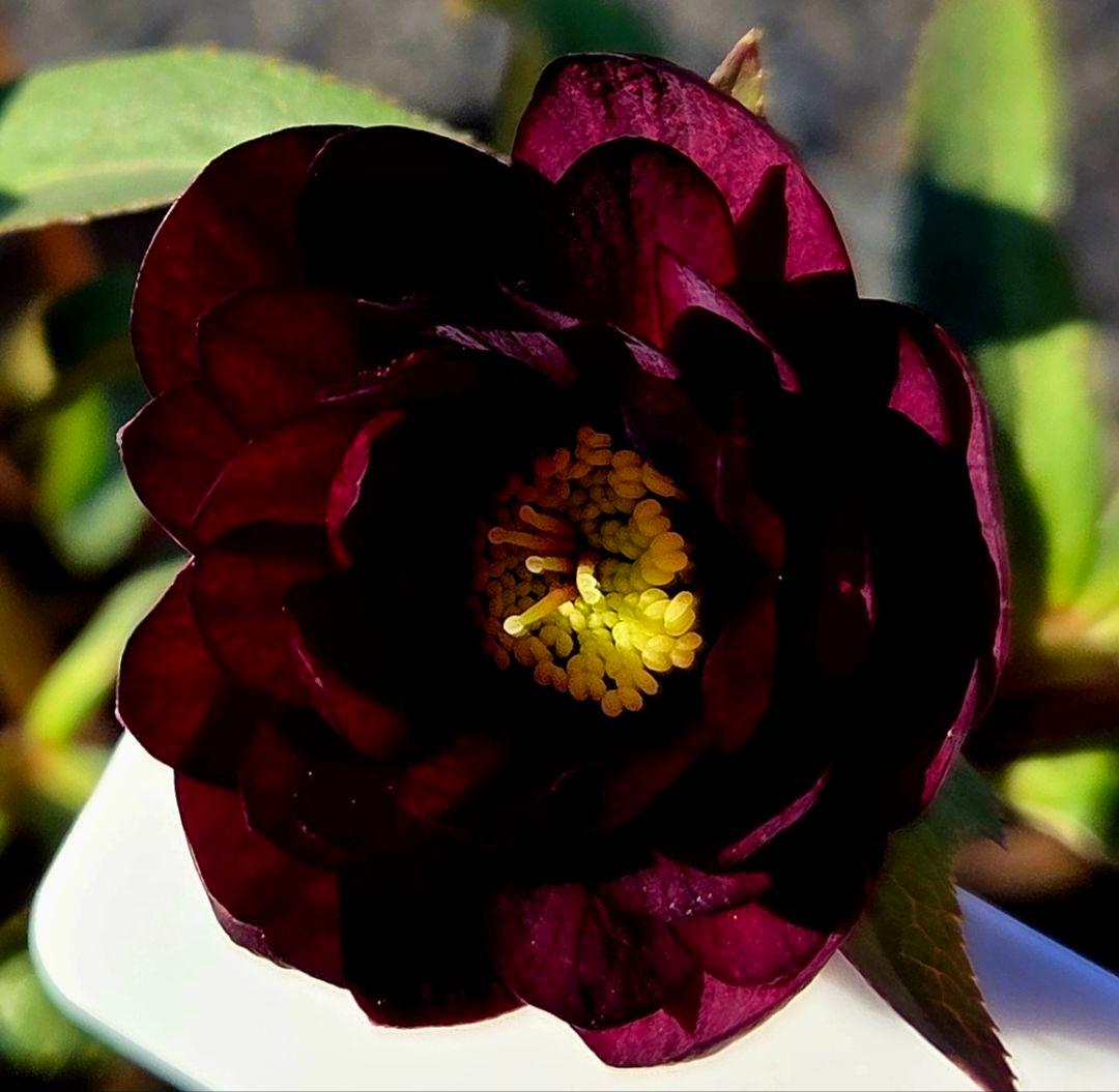 クリスマスローズ　キラメキチョコレート