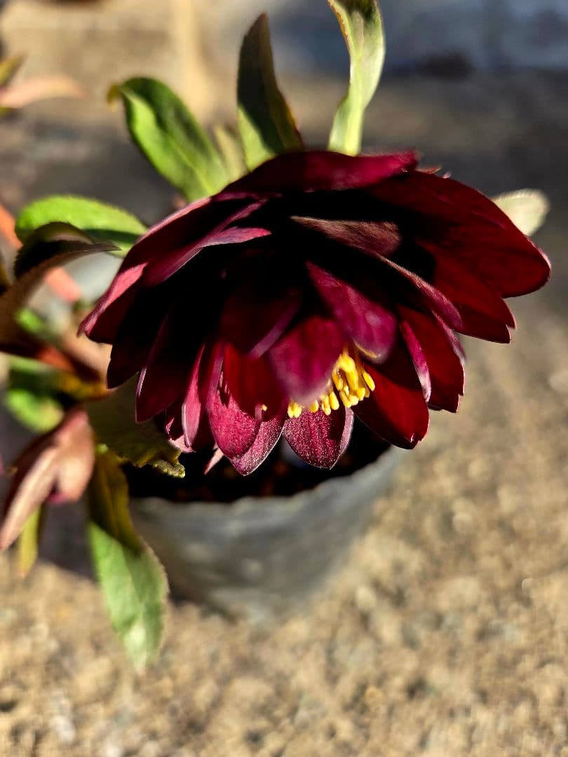 クリスマスローズ　キラメキチョコレート