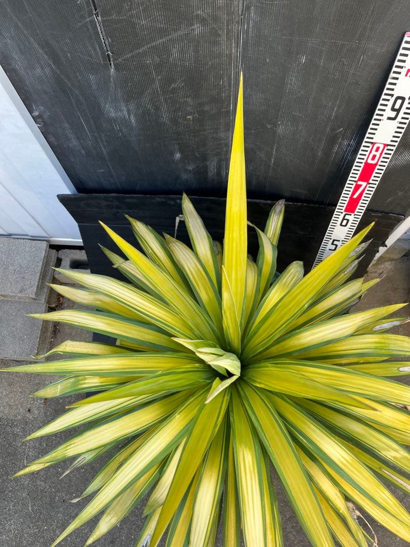 ユッカ　プレミアムゴールド　芋2つき鉢植え　 緑と黄色のストライプ 約90cm