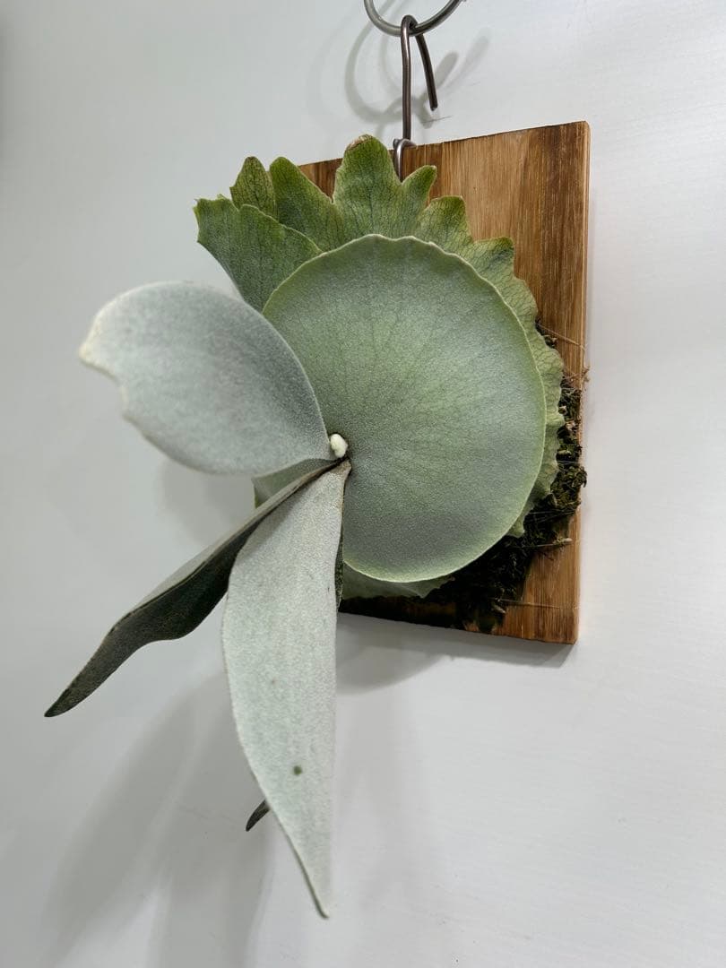 P. willinckii cotton cloud spore （CCS）