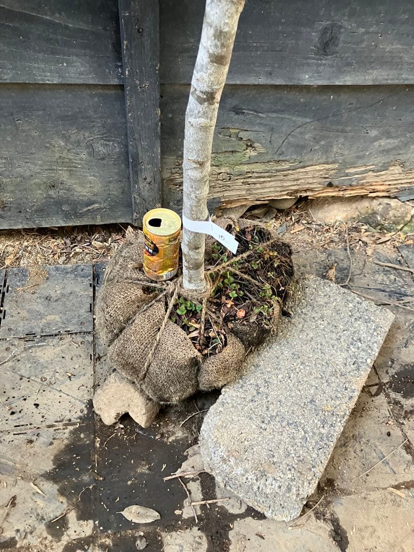 10 山採り　ヤマボウシ