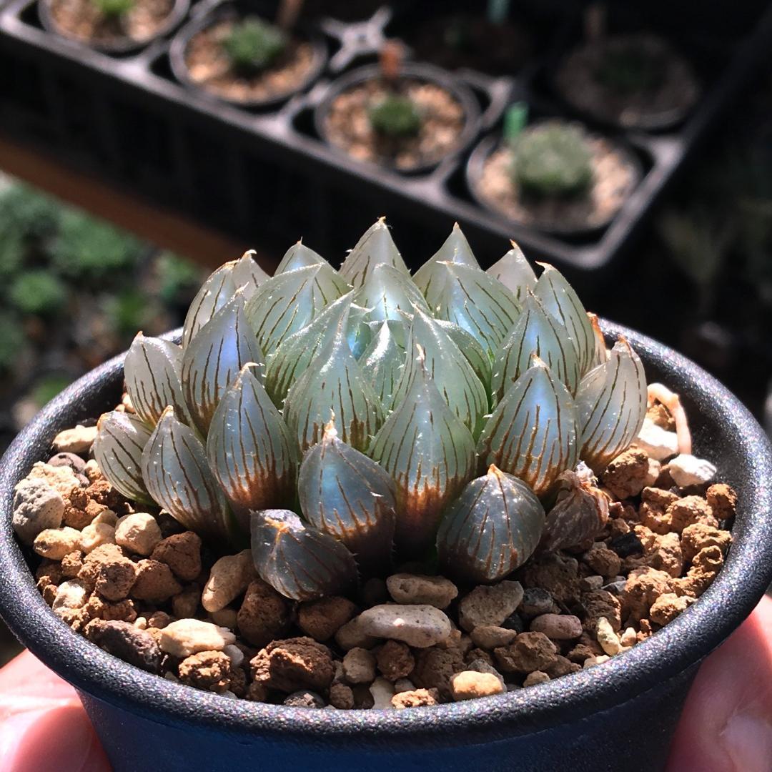 【期間限定出品】ハオルチア ピリフェラ RIB0136　多肉植物