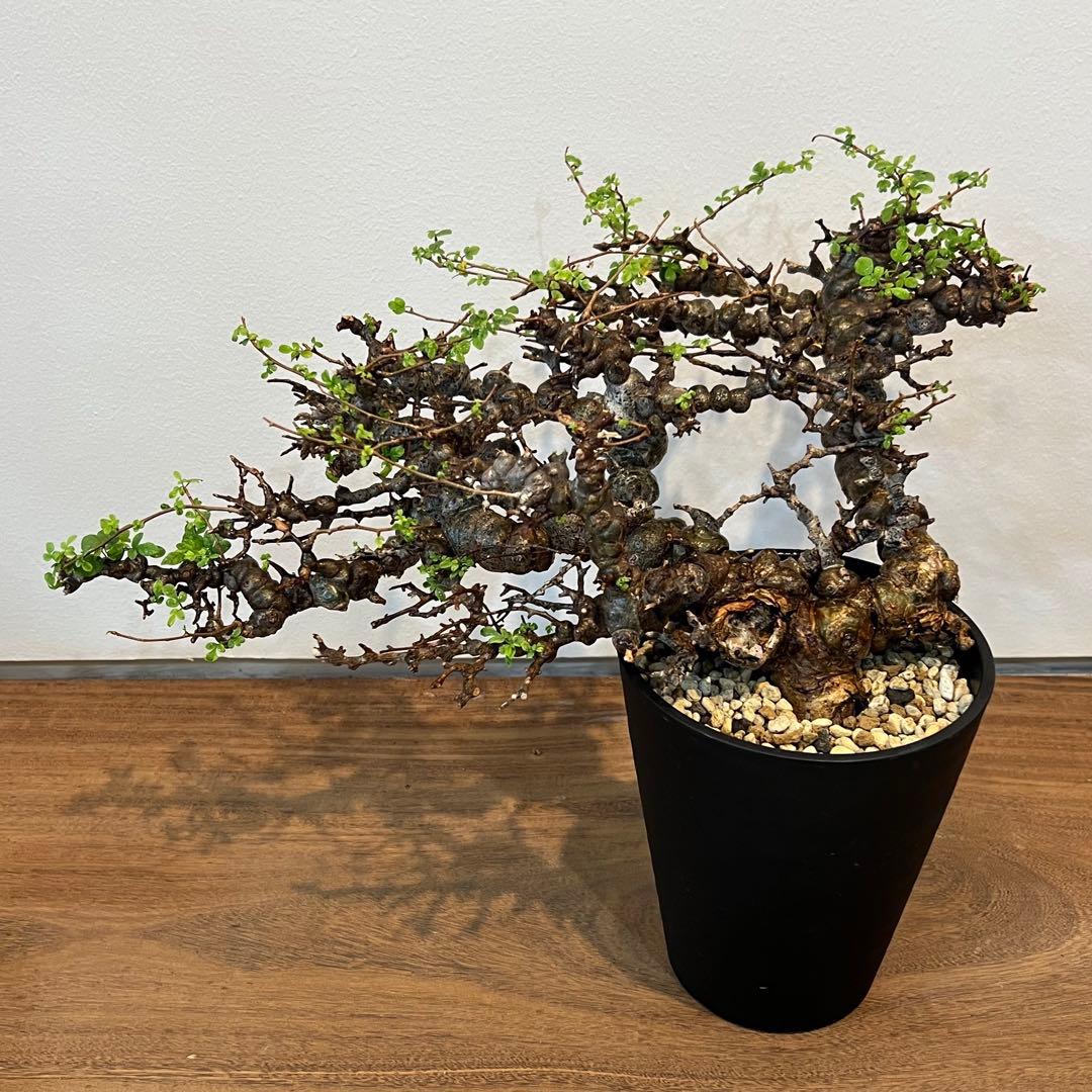 【希少株】コミフォラ エイル 現地球 発根済 塊根植物 サボテン コーデックス