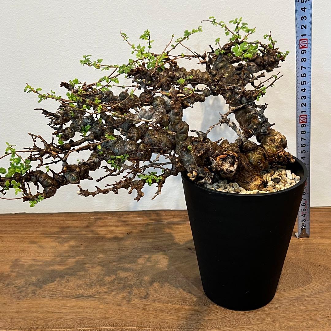 【希少株】コミフォラ エイル 現地球 発根済 塊根植物 サボテン コーデックス