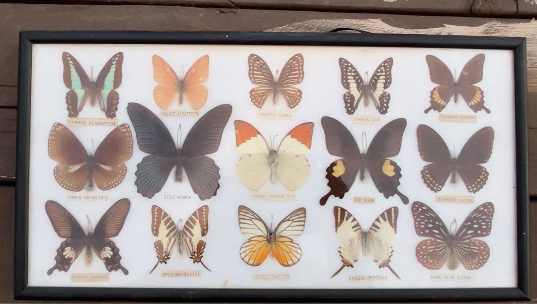 蝶の標本コレクション（フレーム付き）