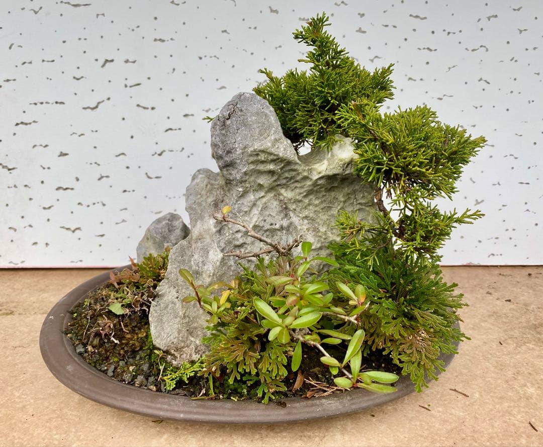 盆栽　自然石付き真柏　迫力あり　見応えあり❣️