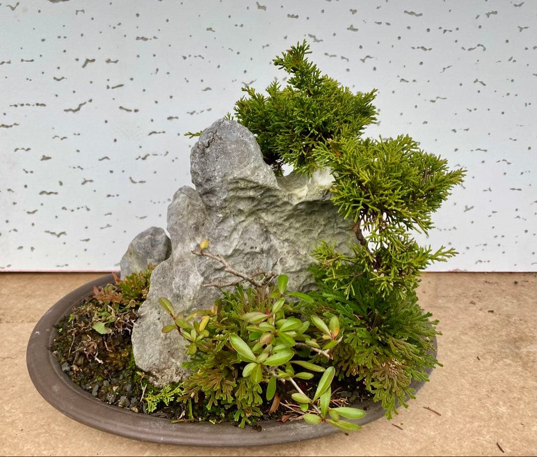 盆栽　自然石付き真柏　迫力あり　見応えあり❣️