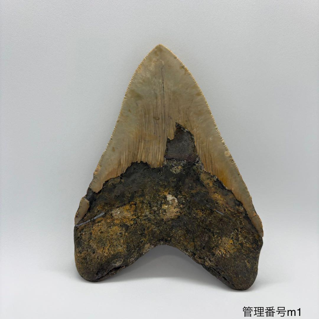 本物　メガロドンの歯　化石　サメ　12cm アメリカ合衆国