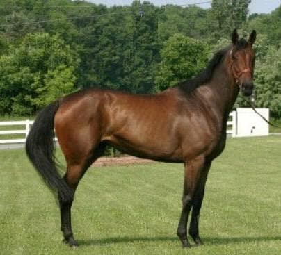 高品質！特大サイズ　イングリッシュ・サラブレッド　頭骨