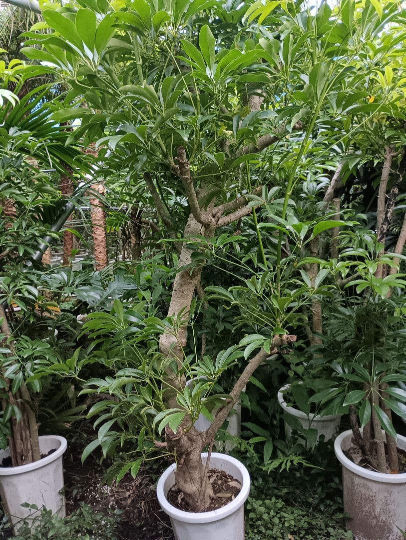 シェフレラ木立