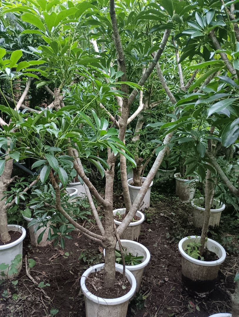 シェフレラ木立