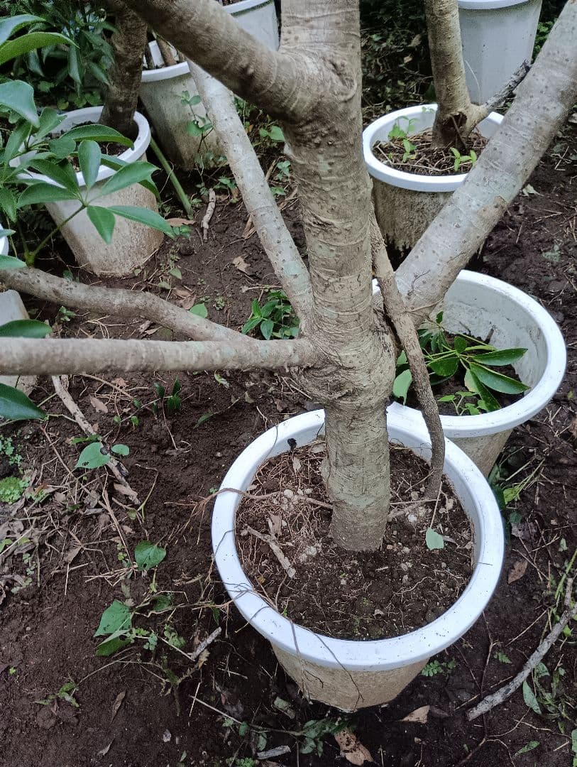 シェフレラ木立