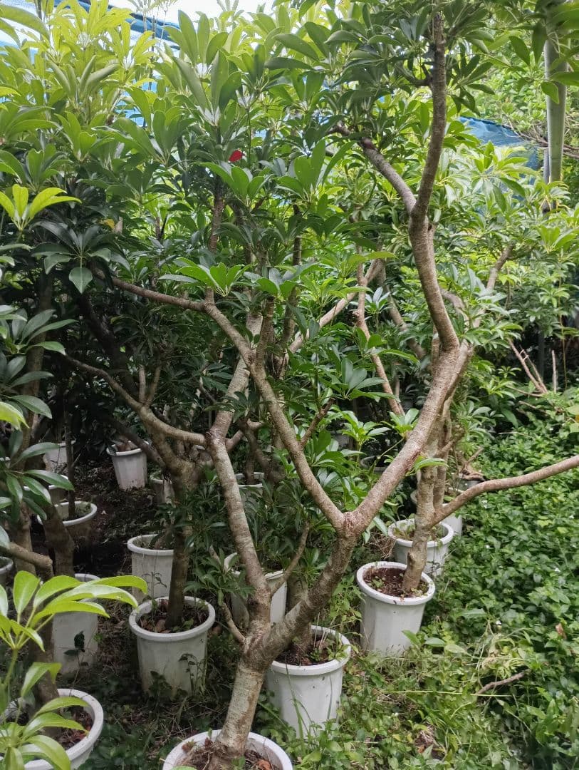 シェフレラ木立