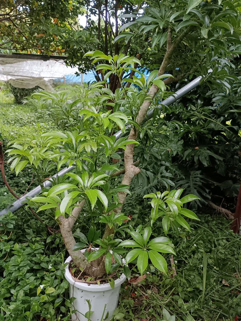 シェフレラ木立