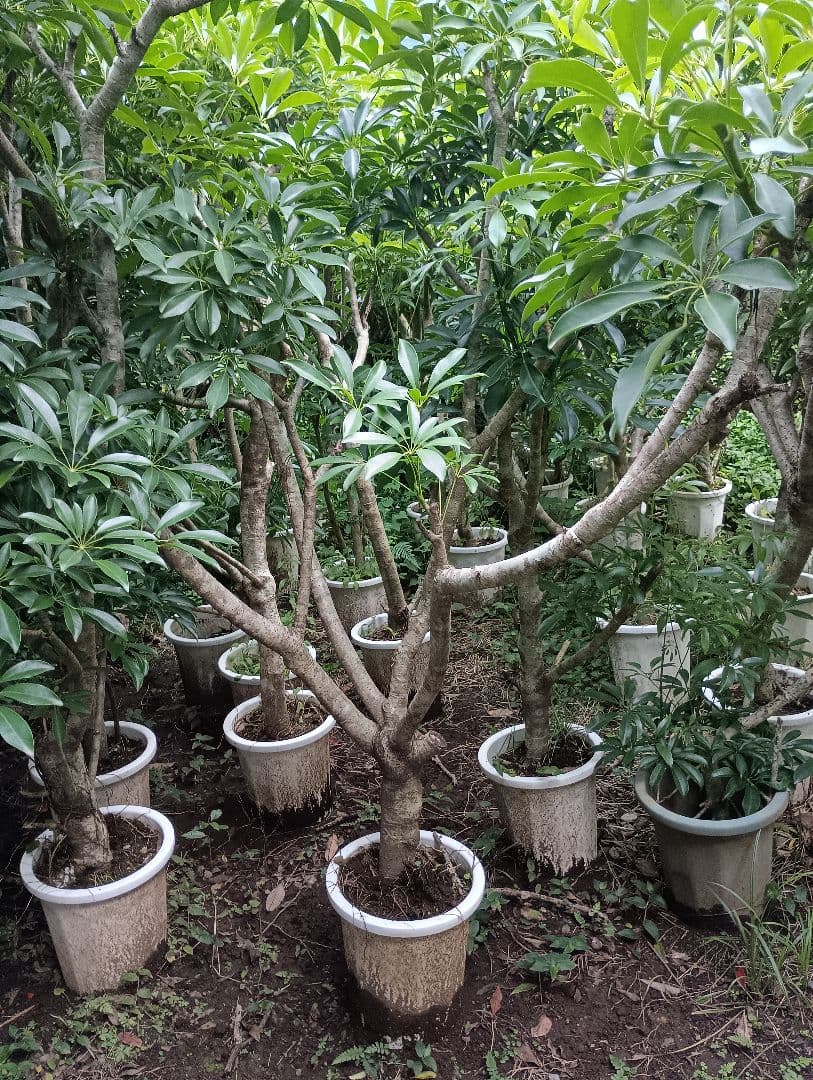 シェフレラ木立