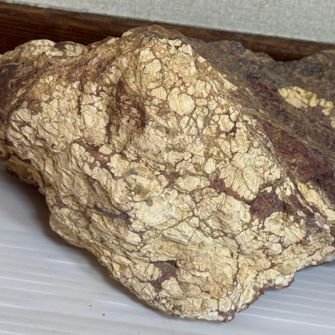 鑑賞石　化石入り？