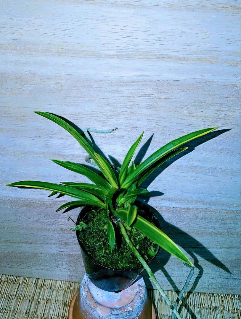 富貴蘭　建国錦