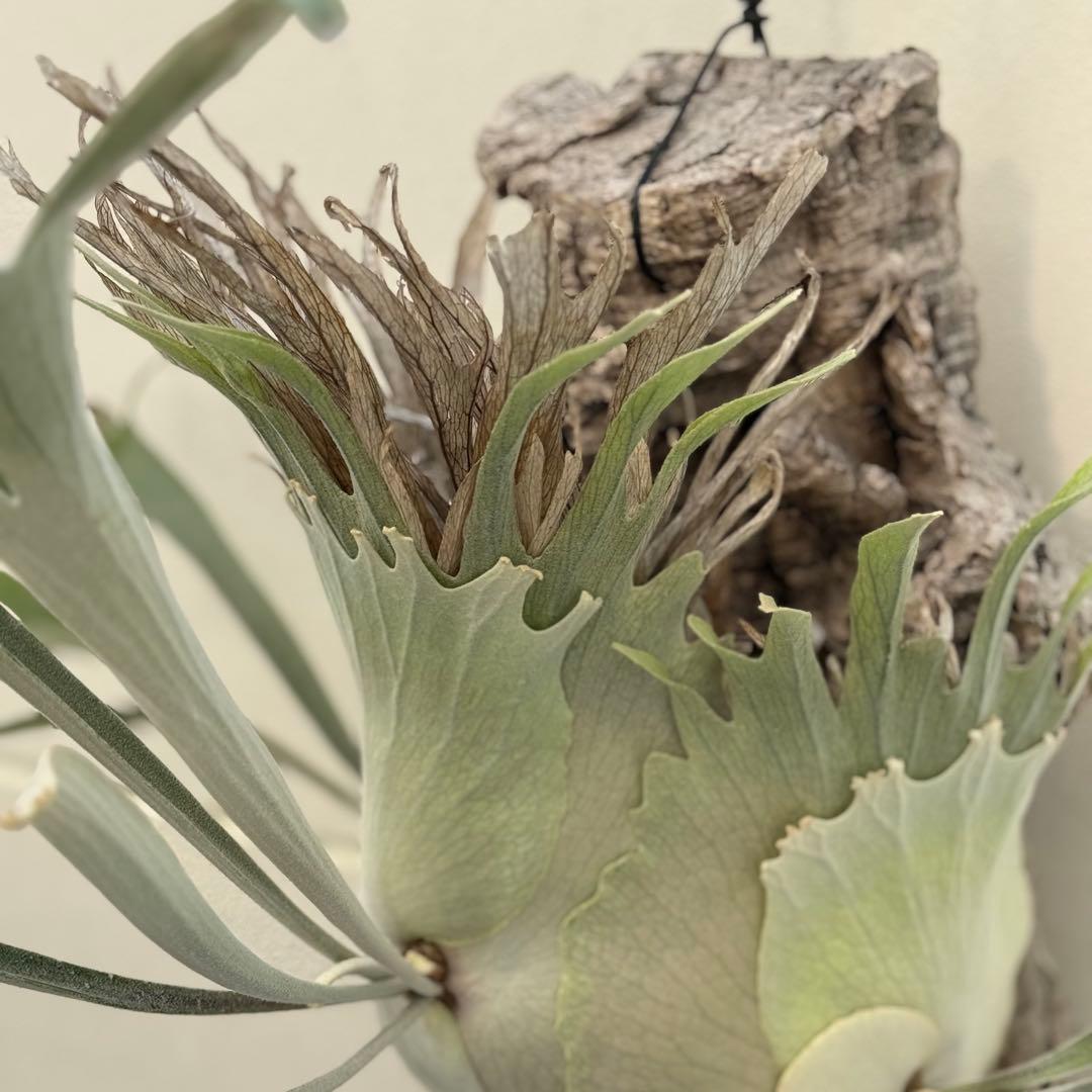 ビカクシダ　veitchii 2nd limited Edition 長期養生株