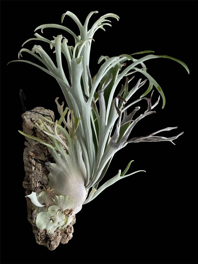 ビカクシダ　veitchii 2nd limited Edition 長期養生株