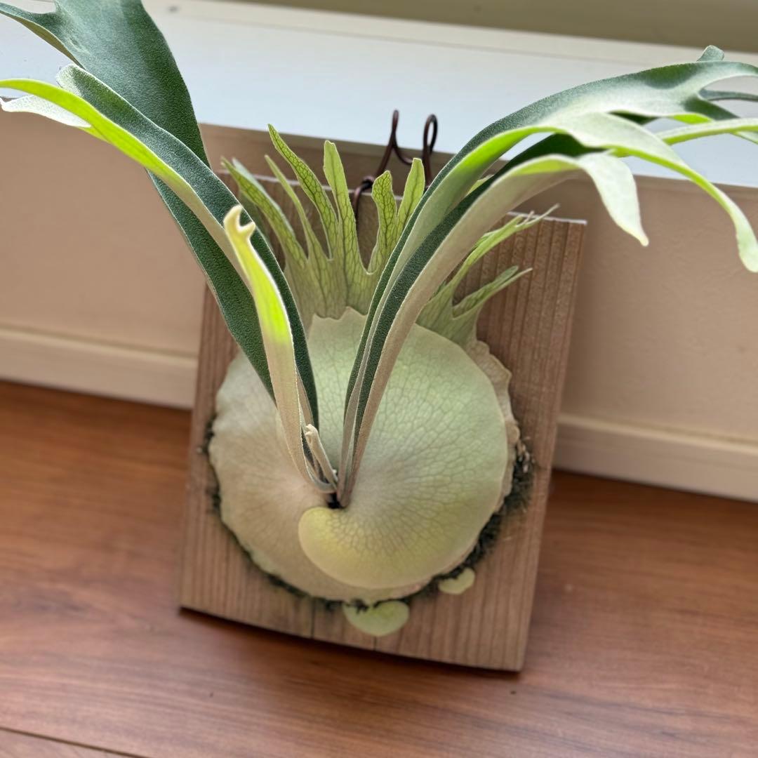 ビカクシダ　veitchii 2nd limited Edition 長期養生株