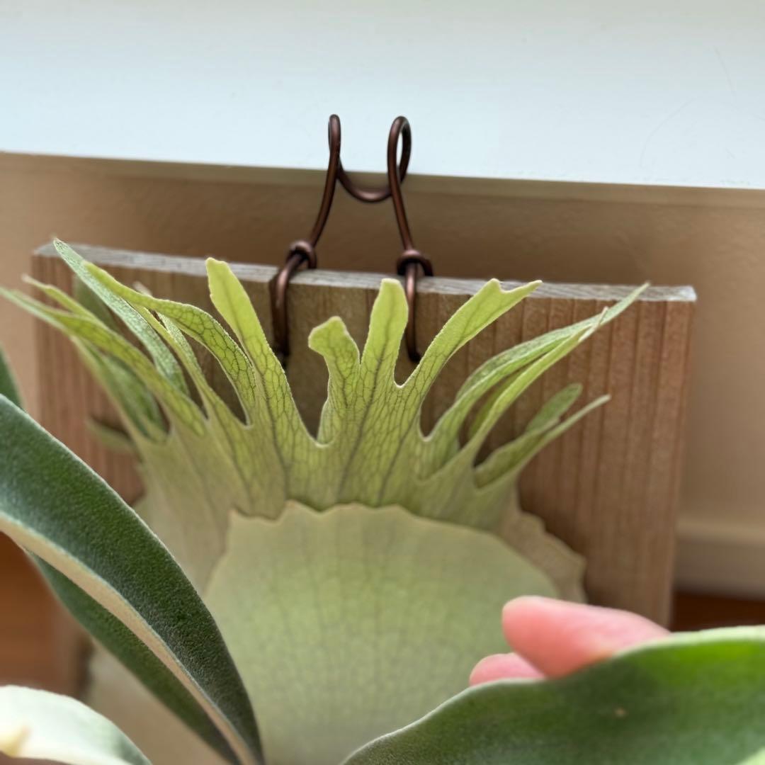 ビカクシダ　veitchii 2nd limited Edition 長期養生株