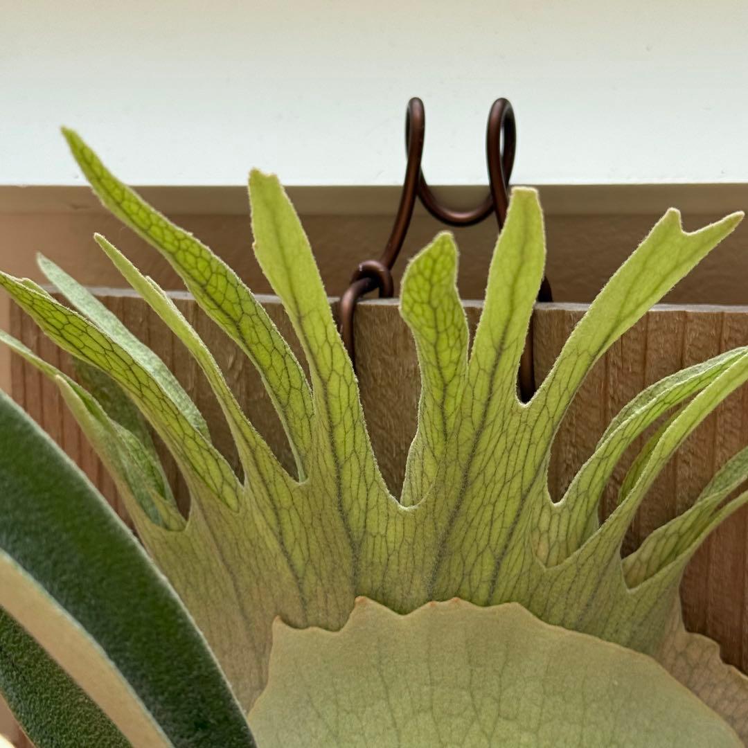 ビカクシダ　veitchii 2nd limited Edition 長期養生株