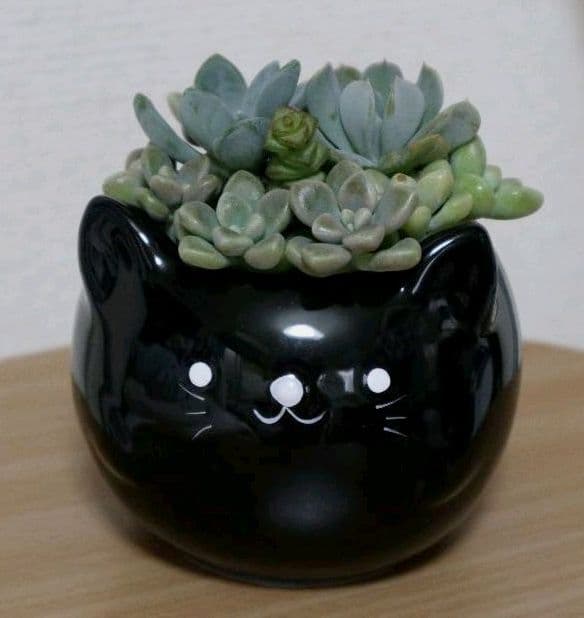 多肉植物寄せ植え だるま姫秀麗 冬美人 トプシータービー カット苗