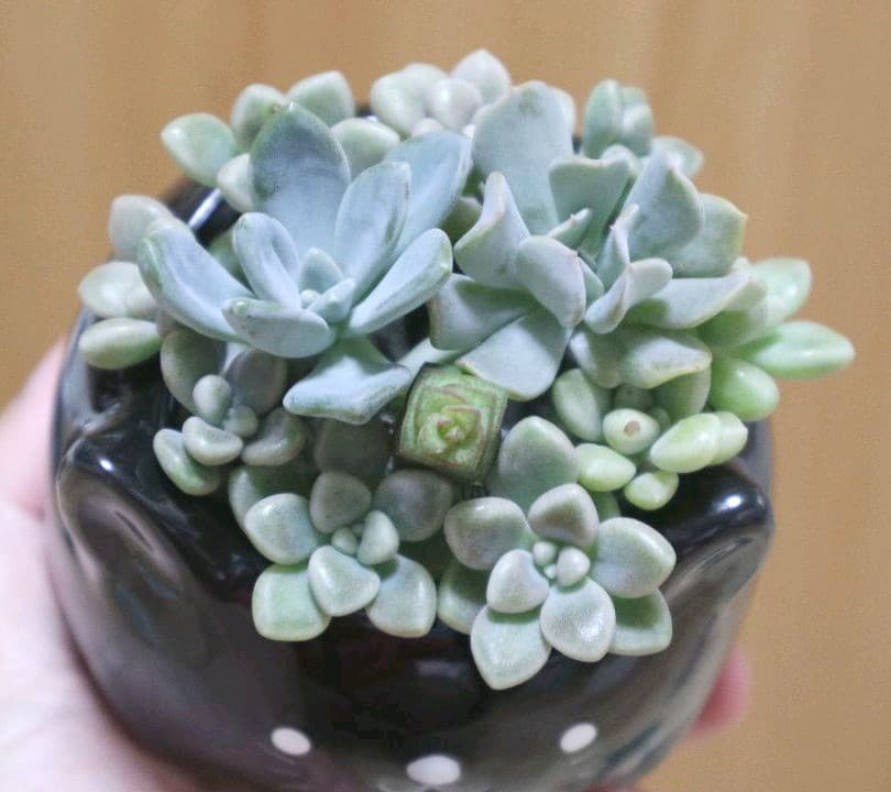 多肉植物寄せ植え だるま姫秀麗 冬美人 トプシータービー カット苗