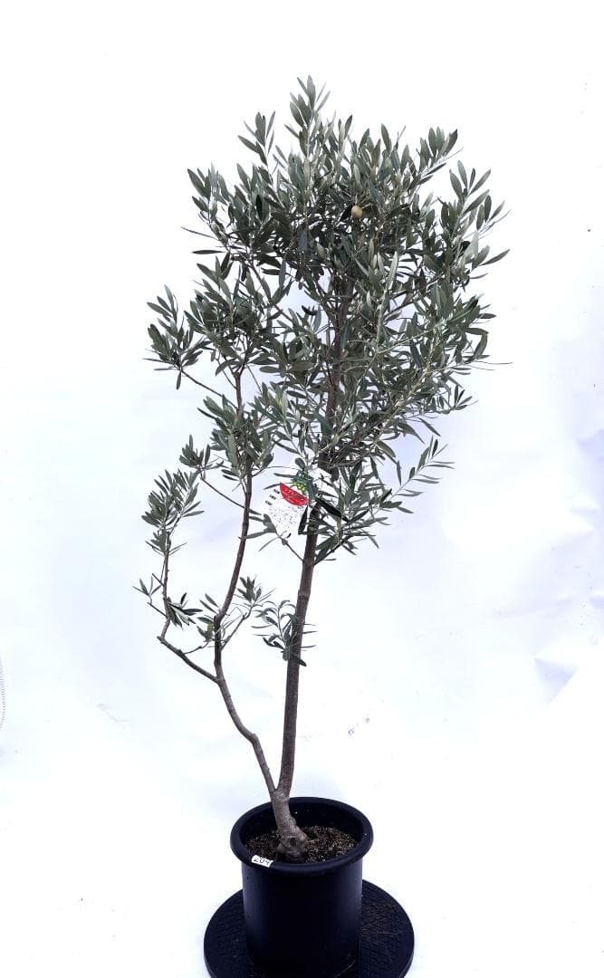 オリーブの木　シプレシーノ　8号　約150cm　K-264　人気品種　現品掲載