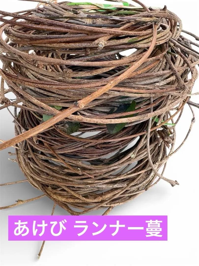 天然素材✴️採りたて あけび ランナー蔓(根蔓) 900g✴️70本+おまけ