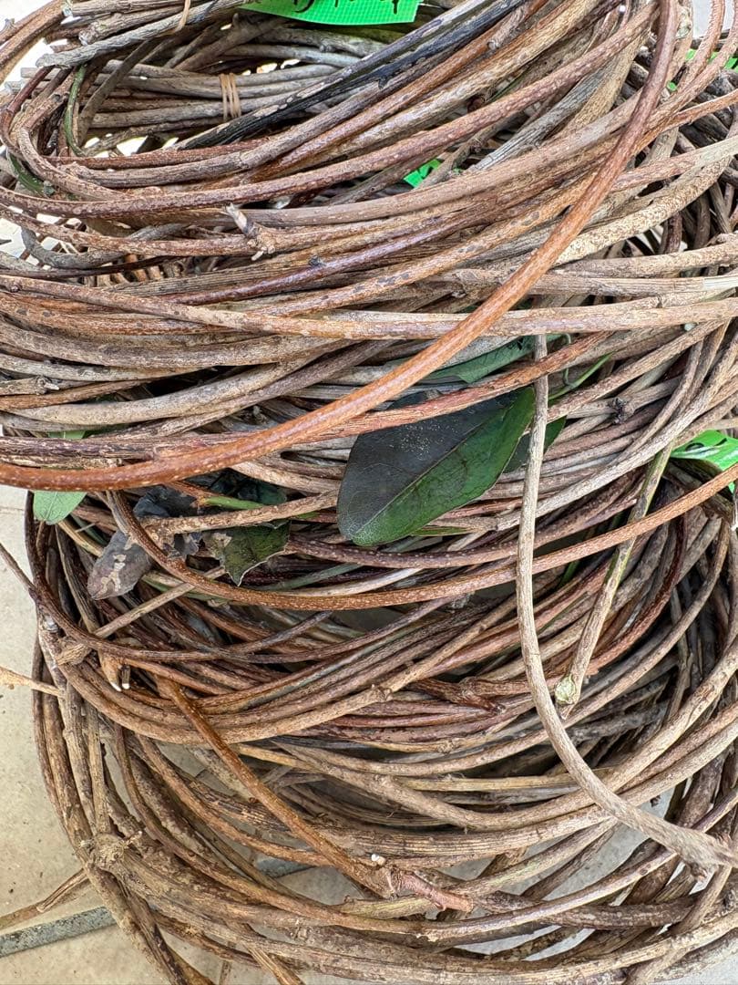 天然素材✴️採りたて あけび ランナー蔓(根蔓) 900g✴️70本+おまけ