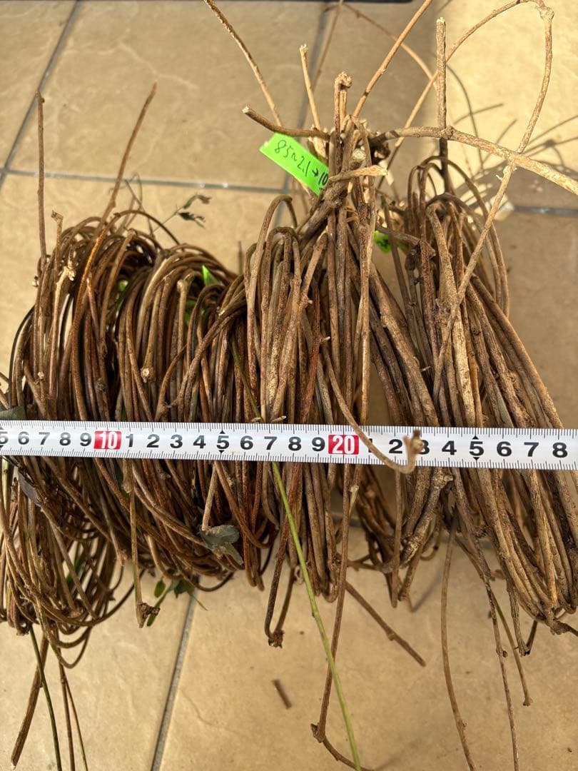 天然素材✴️採りたて あけび ランナー蔓(根蔓) 900g✴️70本+おまけ