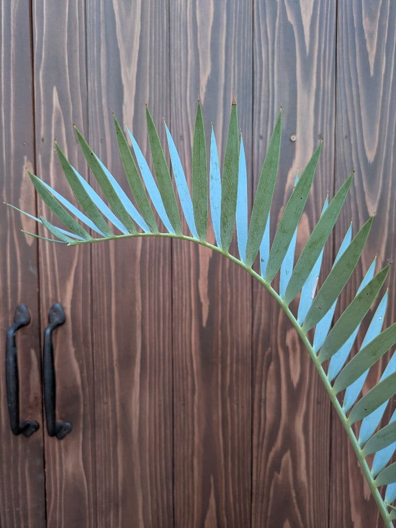 32 エンセファラルトス プリンセプス 最高！！