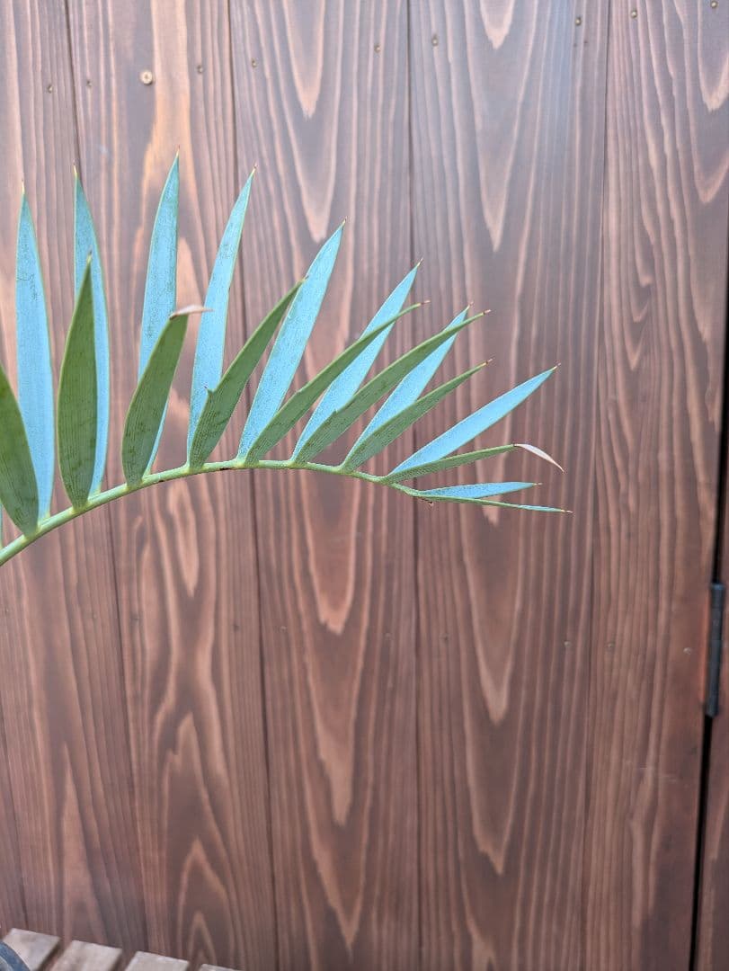 32 エンセファラルトス プリンセプス 最高！！