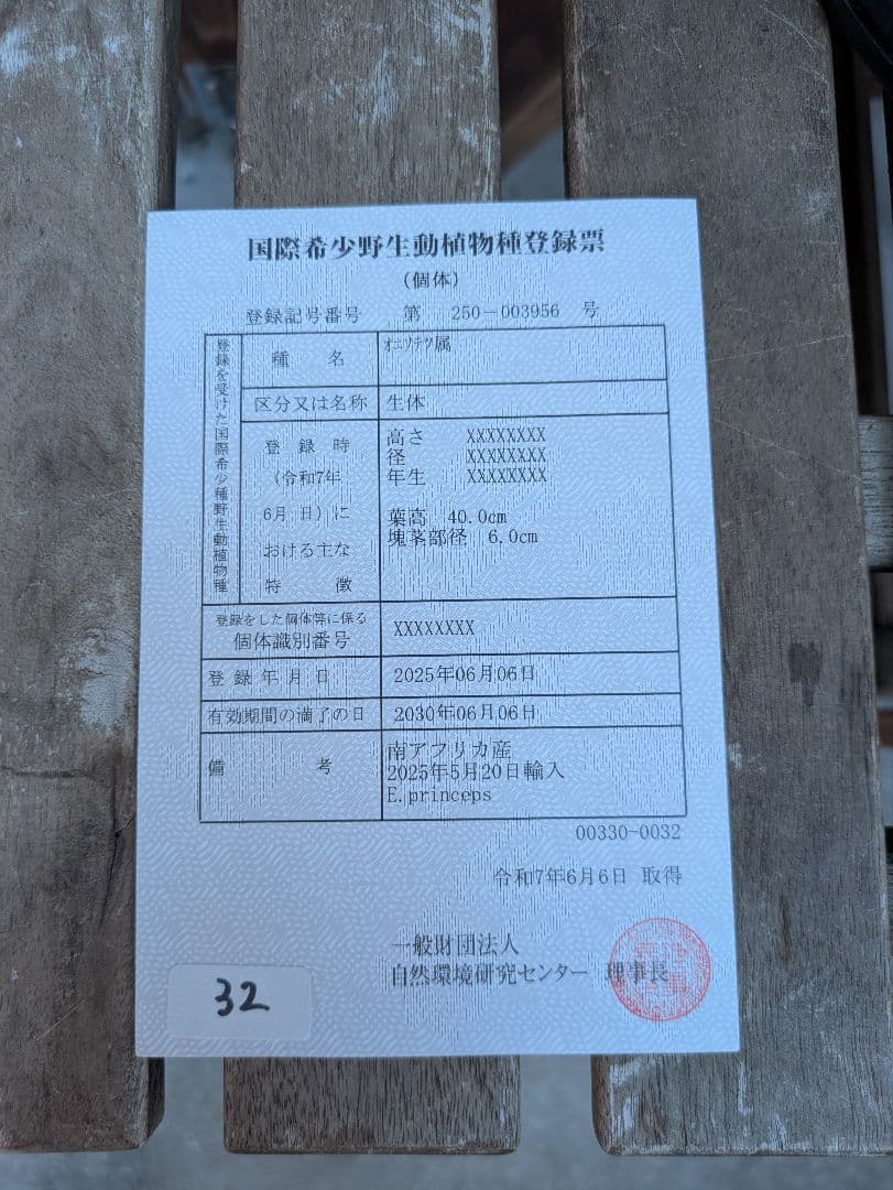 32 エンセファラルトス プリンセプス 最高！！