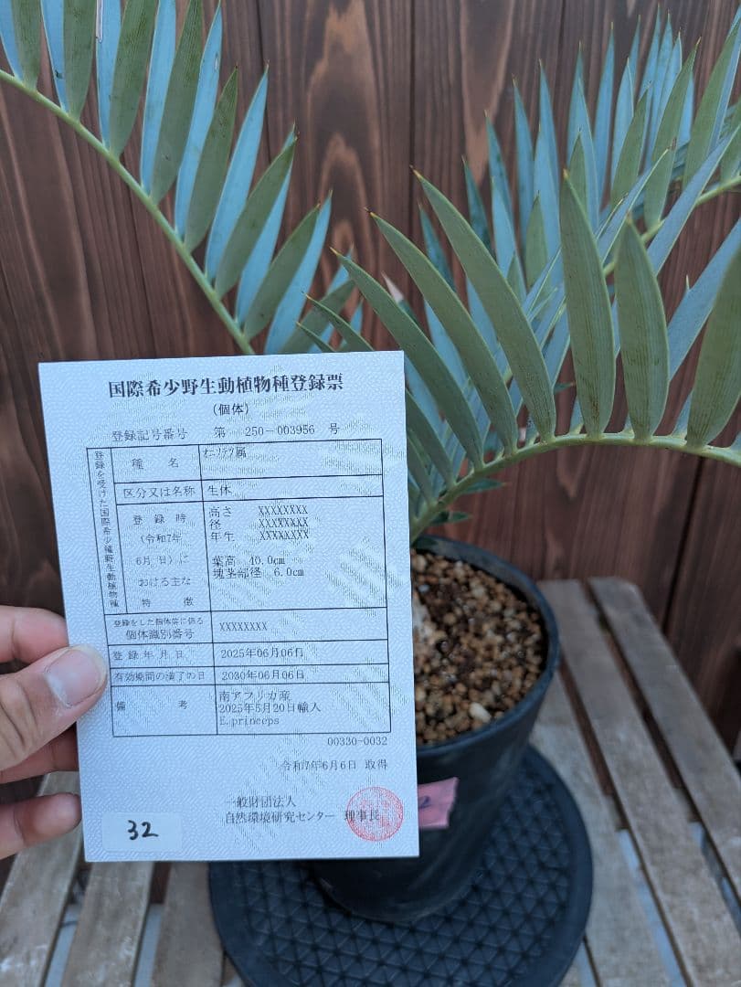 32 エンセファラルトス プリンセプス 最高！！