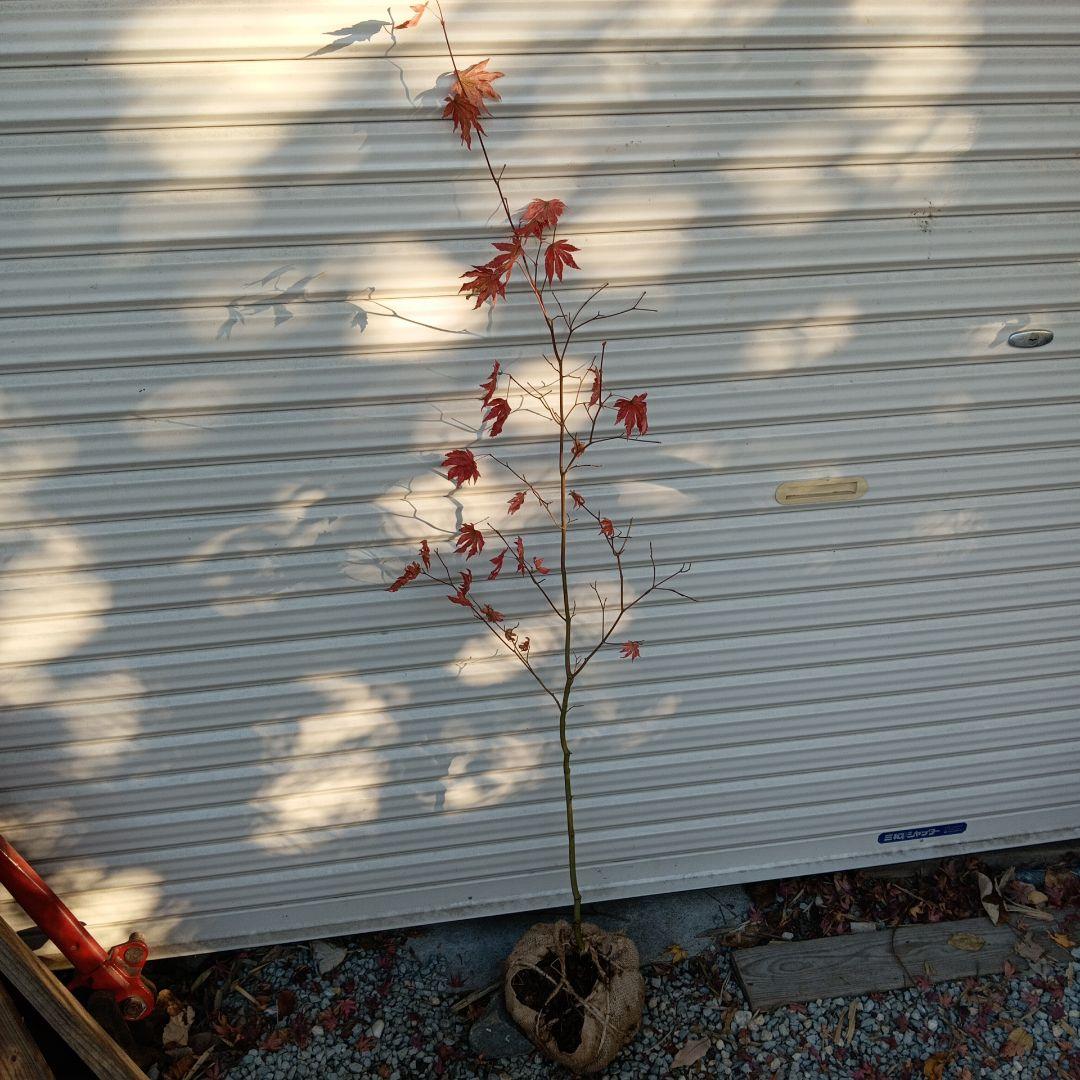 コハウチワカエデ　山採り