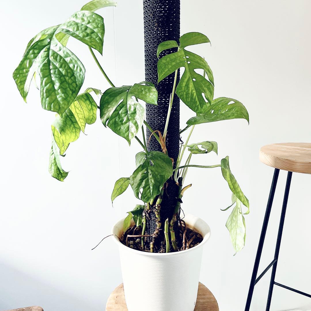 極希少 アミドリウム メディウム モンステラ 支柱 観葉植物