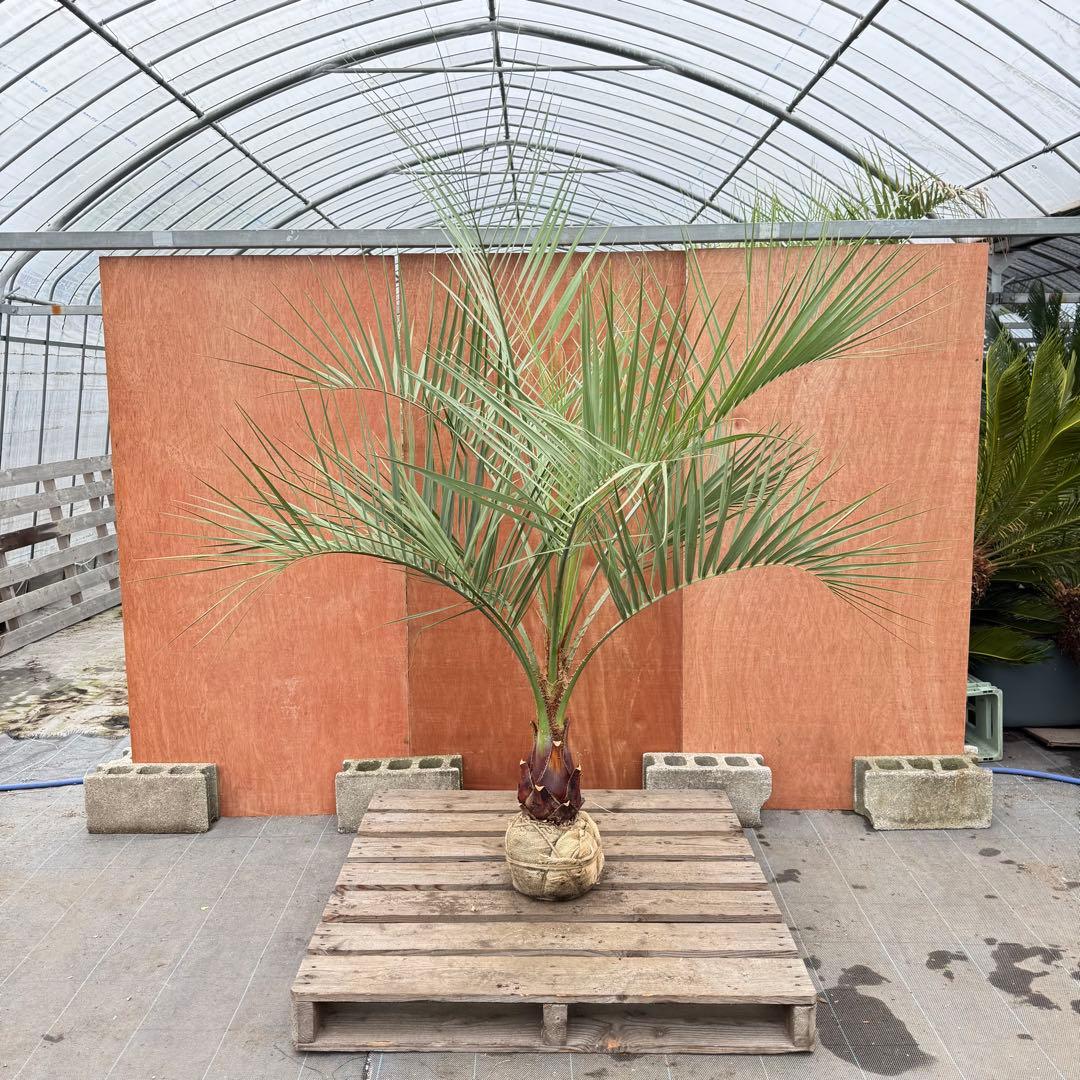 か*ー様 ココスヤシシルバーリーフ【極太】葉先190cm幹回り50cm 幹高30