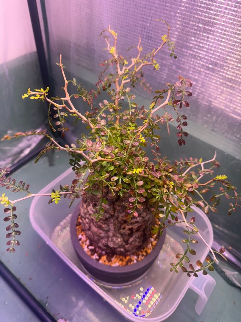 インボイス発行可 オペルクリカリア パキプス ボコ肌 発根済み 三州みやび鉢