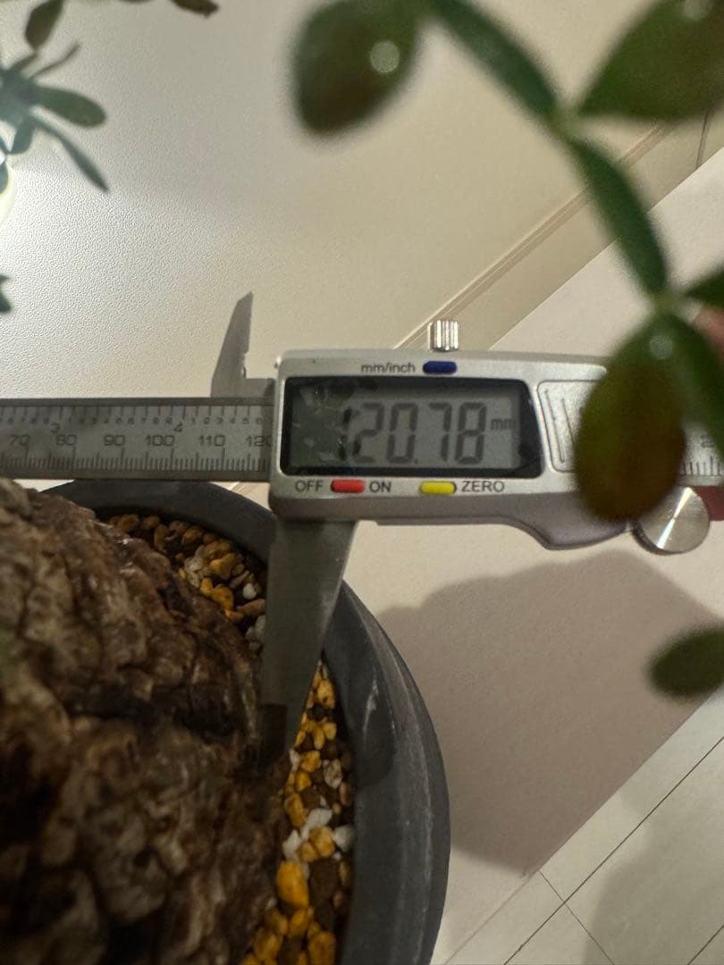 インボイス発行可 オペルクリカリア パキプス ボコ肌 発根済み 三州みやび鉢