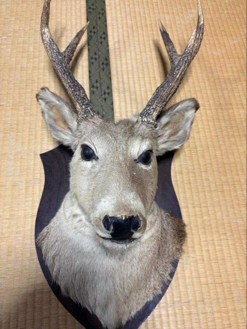 シカの頭部 壁掛け装飾