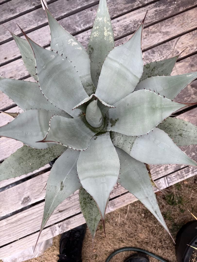 耐寒性アガベ パリー　ウェイクフィールド大株◇吉祥天ドライガーデン多肉サボテン