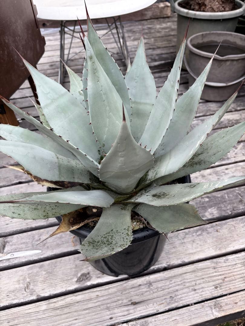 耐寒性アガベ パリー　ウェイクフィールド大株◇吉祥天ドライガーデン多肉サボテン