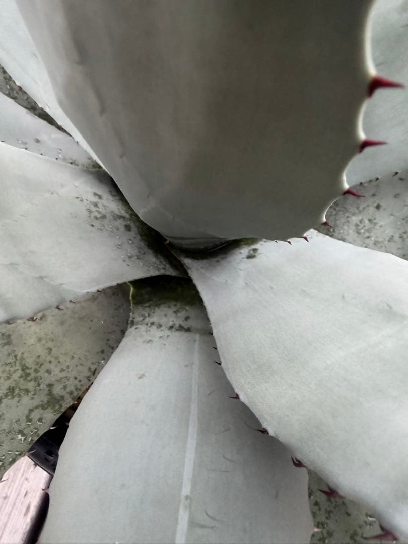 耐寒性アガベ パリー　ウェイクフィールド大株◇吉祥天ドライガーデン多肉サボテン