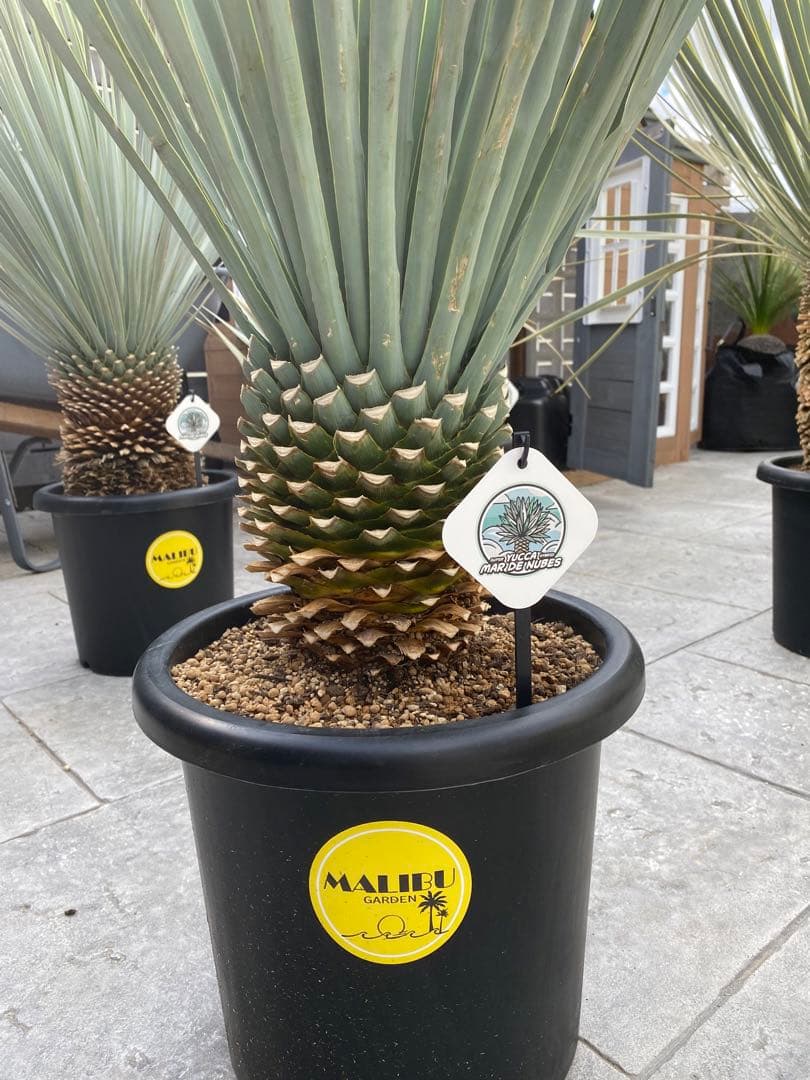 マルデヌベスverリギダ