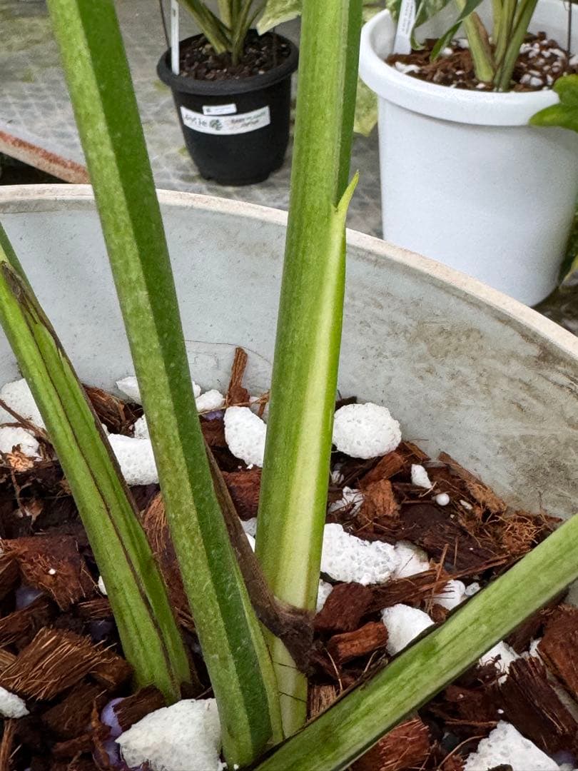 モンステラ　スフィンクス　ミント