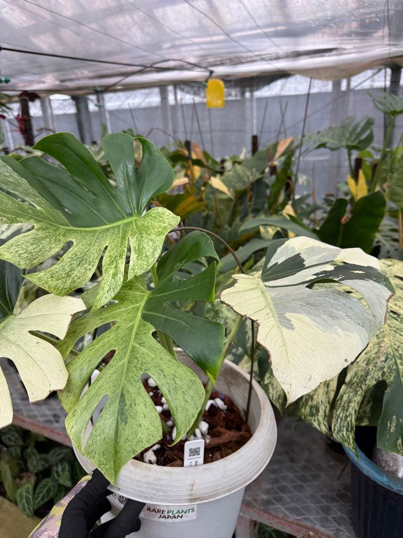 モンステラ　スフィンクス　ミント