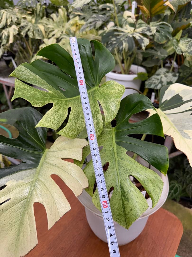 モンステラ　スフィンクス　ミント